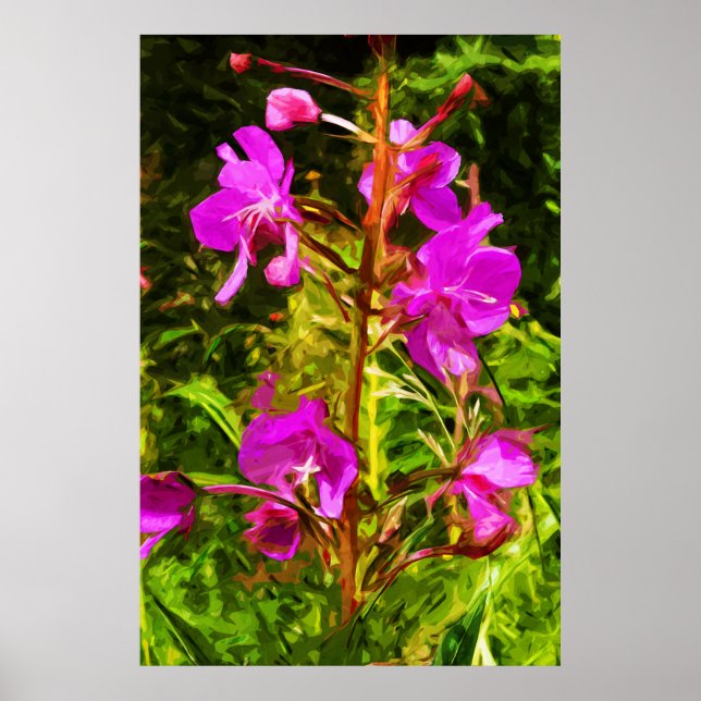 Alaska Fireweed Rosa Wildblomme Abstrakt Poster (Framsidan)