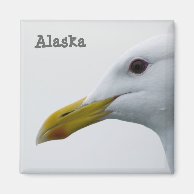 Alaska Fiskmås Magnet (Framsidan)