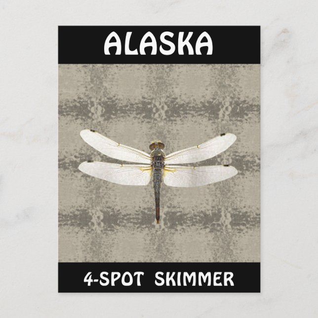 Alaska Four Spot Skimmer Dragonfly Vykort (Framsida)