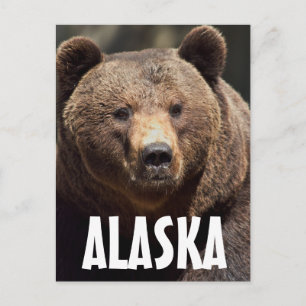 ALASKA GRIZZLY BEAR POSTCARDS VYKORT