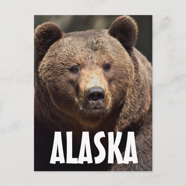 ALASKA GRIZZLY BEAR POSTCARDS VYKORT (Framsida)