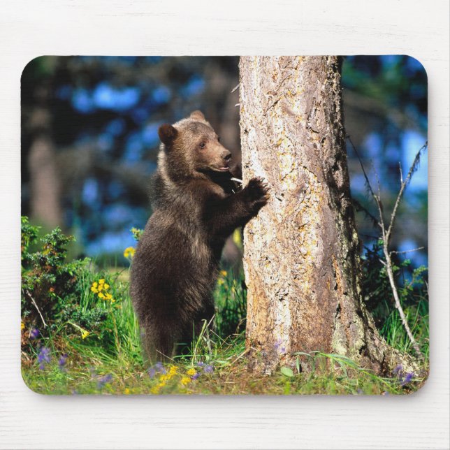 Alaska Grizzly Bear Unge Mouse Pad Musmatta (Framsidan)