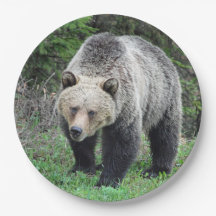 Alaska Grizzly Bear Wildlife Photo
