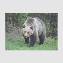 Alaska Grizzly Bear Wildlife Photo