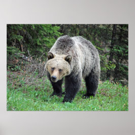 Alaska Grizzly Bear Wildlife Photo Poster
