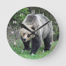 Alaska Grizzly Bear Wildlife Photo