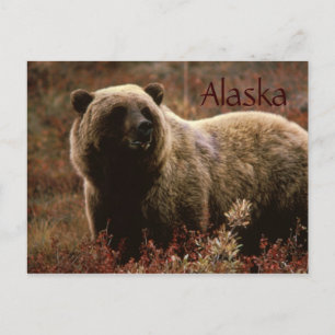 Alaska grizzy, vykort