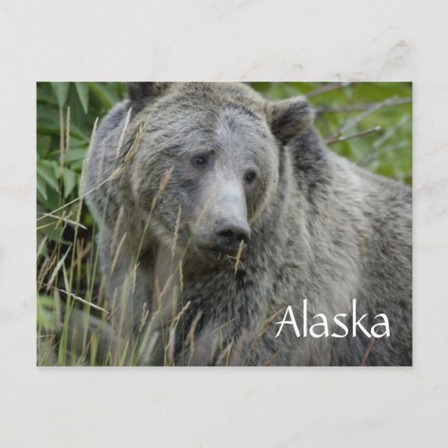 Alaska grizzy, vykort (Framsida)