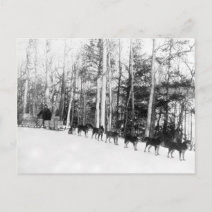 Alaska Hund Sledding Vykort