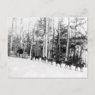 Alaska Hund Sledding Vykort