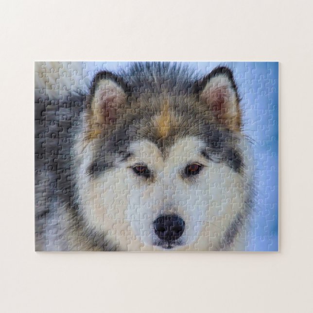 Alaska Huskey Hund. Pussel (Horisontell)