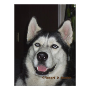 Alaska Husky closeup Photo/Poster Fototryck