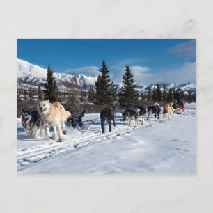 Alaska Husky Hund Sled Tävling Vykort