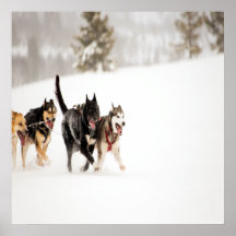 Alaska husky hundar tävla i snö