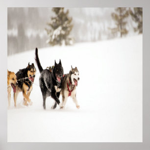 Alaska husky hundar tävla i snö poster