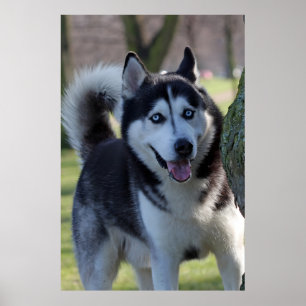 Alaska Husky Sled Hund BeSnyval Art Print Poster