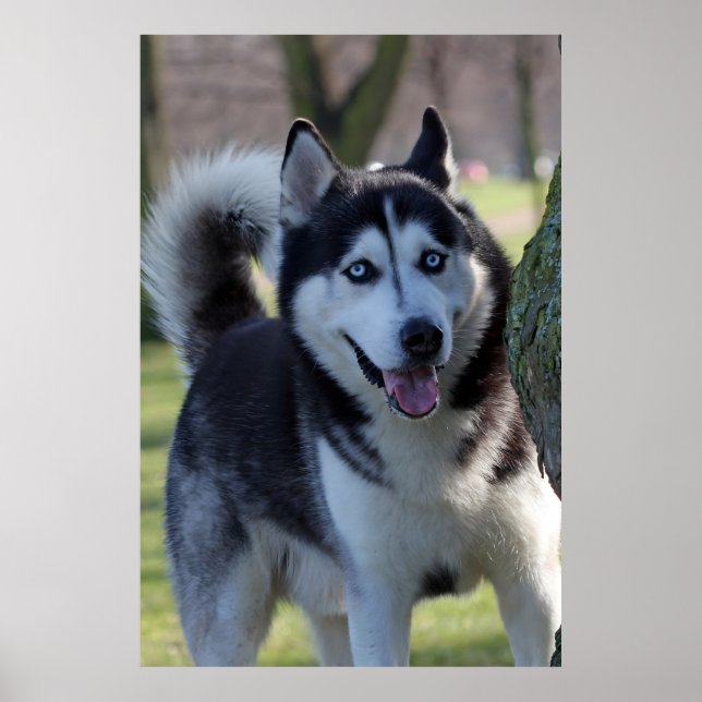 Alaska Husky Sled Hund BeSnyval Art Print Poster (Framsidan)