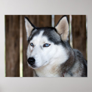 Alaska Husky Sled Hund BeSnyval Art Print Poster