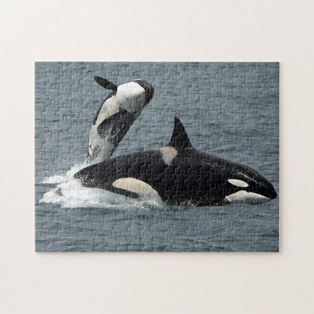 Alaska Killer Whale Orca Photo Pussel (Horisontell)