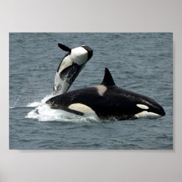 Alaska Killer Whale Photo Poster