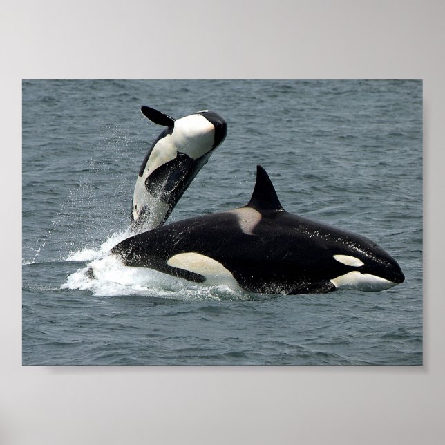 Alaska Killer Whale Photo Poster (Framsidan)