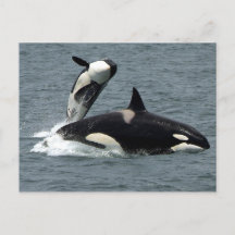 Alaska Killer Whale Photo