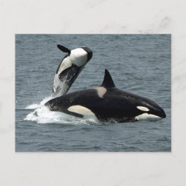Alaska Killer Whale Photo Vykort