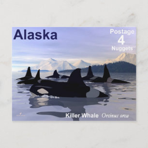 Alaska Killer Whales Frimärke Vykort