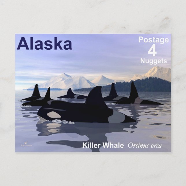 Alaska Killer Whales Frimärke Vykort (Framsida)