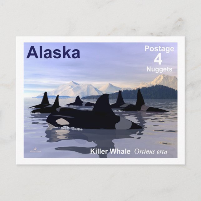 Alaska Killer Whales Frimärke Vykort (Framsida)