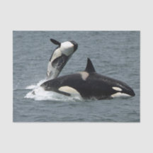 Alaska Killer Whales Photo