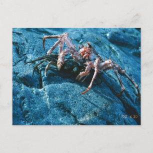 Alaska Kung Crab Vykort
