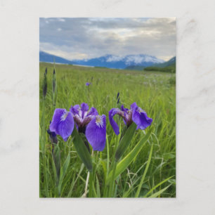 Alaska Lila Flower Botanical Mountain Postcard Vykort