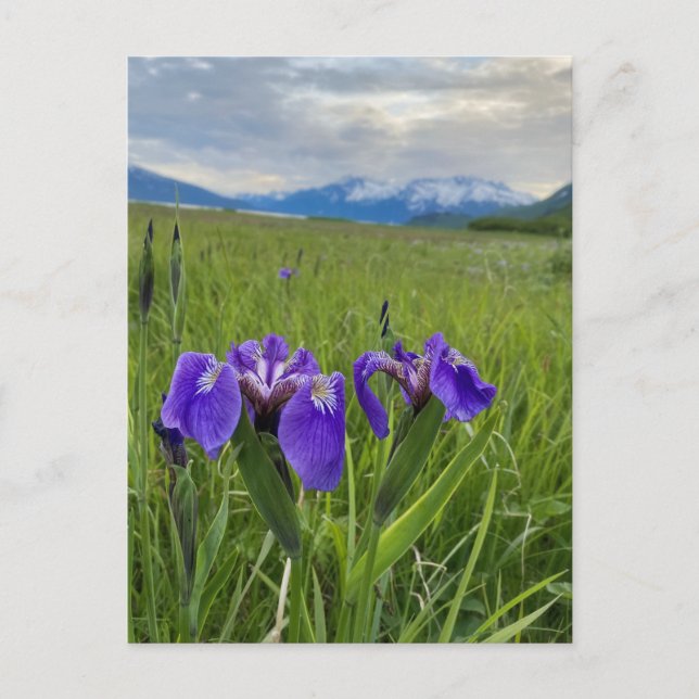Alaska Lila Flower Botanical Mountain Postcard Vykort (Framsida)
