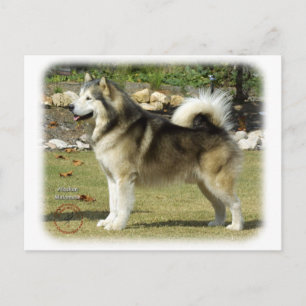 Alaska Malamute 9R034D-463 Vykort