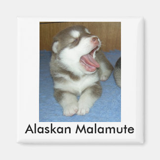 Alaska Malamute, Alaska Malamute Magnet