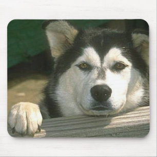 Alaska Malamute - Anpassad Musmatta