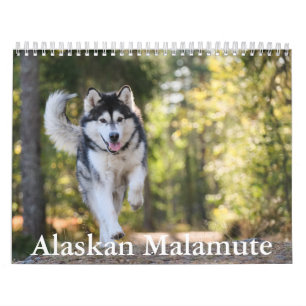 Alaska Malamute Calendar Kalender