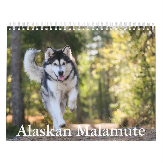 Alaska Malamute Calendar Kalender (Omslag)