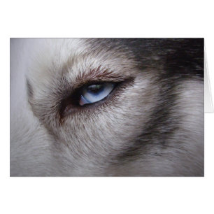 Alaska Malamute Card siberian husky Hälsningskort