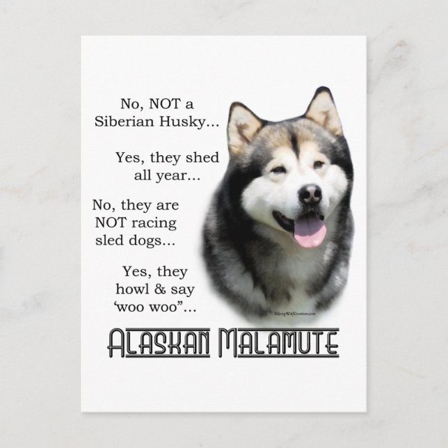 Alaska Malamute FAQ Vykort (Framsida)