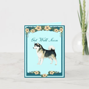 Alaska Malamute Get well Greeting Card Kort