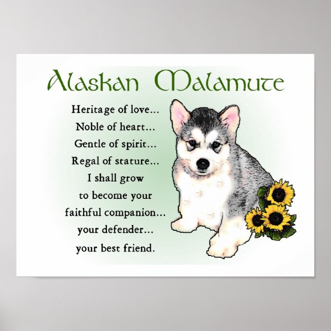 Alaska Malamute Gifts Poster (Framsidan)