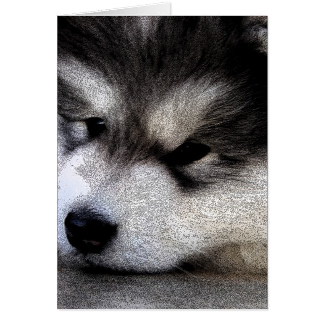 Alaska Malamute Hälsningskort (Framsidan)