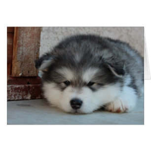 Alaska Malamute Hälsningskort