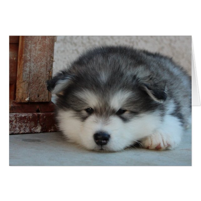 Alaska Malamute Hälsningskort (Framsidan Horizontal)