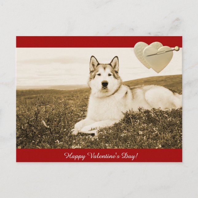 Alaska Malamute Happy Valentine Day-vykort Helg Vykort (Framsida)