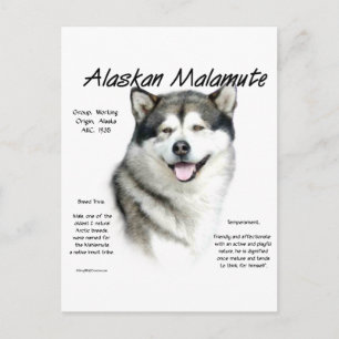 Alaska Malamute History, allt om Malamutes Vykort