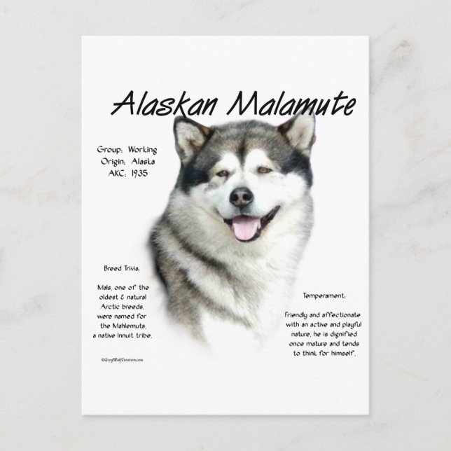 Alaska Malamute History, allt om Malamutes Vykort (Framsida)