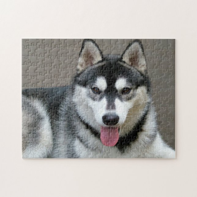 Alaska Malamute Hund Photo Image Pussel (Horisontell)